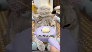 The Brush That Won My Cat Over 