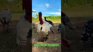 ang mga pabo sa aming farm | our turkeys in the Philippines #shorts