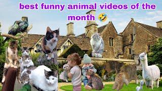 Funny Animal Videos Cats and Dogs Funniest 2024