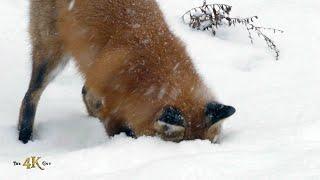 Red fox showing snow-dive hunting technique in the wild