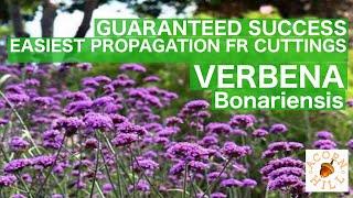 THE EASIEST PLANT PROPAGATION D.I.Y. VERBENA BONARIENSIS.MAKE FREE PLANTS.MULTIPLY YOUR PLANT STOCK