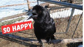 Happy crows and magpies