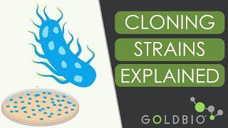 GB5-alpha vs GB10B: E. coli Cloning Strains 101