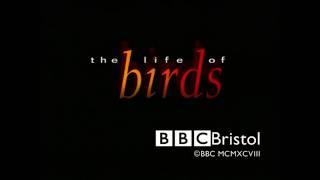 The Life of Birds | Intro And End Credits | BBC David Attenborough Documentary