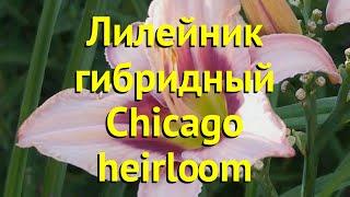 Лилейник гибридный Чикаго Хеирллом. Краткий обзор, описание hemerocallis Chicago heirloom