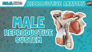 Anatomy of Male Reproductive System | Model