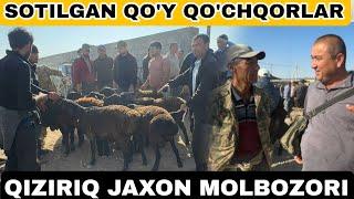 SURXONDARYO QIZIRIQ JAXON MOLBOZORI SOTILGAN QO'Y QO'CHQOR ECHKI ULOQ NARXLARI 20.10.2024