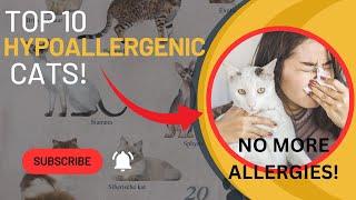 Discover the Top 10 Hypoallergenic Cat Breeds: Allergy-Friendly Felines You’ll Love!