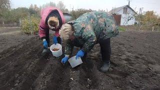 Посадили часник та цибулю/Нарешті городні справи 2024 закінчено