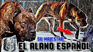 El PRESA mas ágil de la Matriz abanica ►【Alano Español】 ️