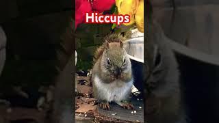 Red Squirrel with Hiccups  #nature #funnyshorts #animals