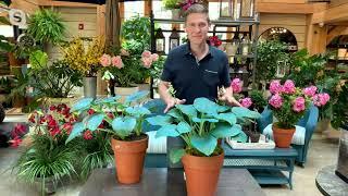 Barbara King 2-Piece Giant Classic Blue Hosta Plants on QVC