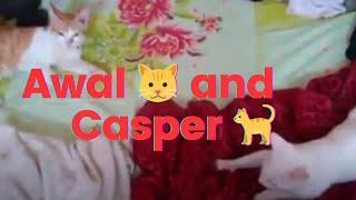 Awal  and Casper  || My Pets 