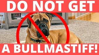 Do NOT Get A BULLMASTIFF!