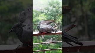 This Pigeon Is Living His Best Rainy Day #birds #pigeon #shorts