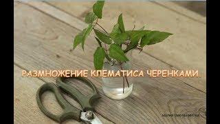 Размножение клематиса черенками .