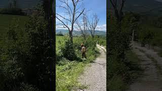 Cut the garden #chainsaw #lifehacks #woodscraft #clean #giardiniere #gardening