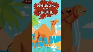 Develerle ilgili ilginç bilgiler  #öğreticivideo #ilginçbilgiler