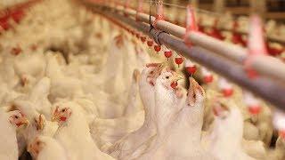 Water Disinfection in the Poultry Industry