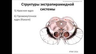 Экстрапирамидная система: топография, строение, функции