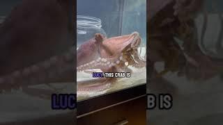 Lucy the octopus eats a massive crab