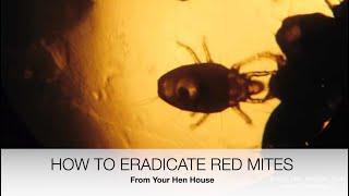 How To Eradicate Red Mites From Your Hen House | Sez the Vet