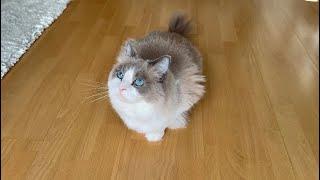 Day in a life of a Ragdoll kitten (yes, he’s still a kitten!) 