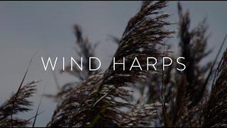 Wind Harps | Ambient Aeolian Wind Harp Music for Ultimate Relaxation