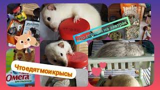 Корм для крыс. Что едят мои грызуны. #моилюбимки #листиккексик #ratslove #крысы #твимз#животные