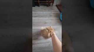 Учим Белку командам #spitz #собака #померанскийшпиц #суперсобака #shorts