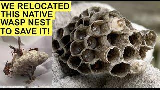 RELOCATING A WILD PAPER WASP NEST TO SAVE IT! Had to Rescue a Native Polistes Metricus Nest Today!