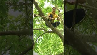 Harvesting Avocado #hannadailylife #shorts #harvesting #avocado