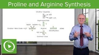 Proline & Arginine Synthesis – Biochemistry | Lecturio