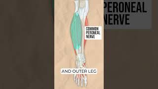 How It Works: Peroneal Nerve Palsy