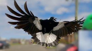 Magpie Madness