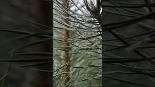 Dewdrop on a Pine Needle