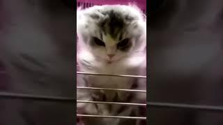 clinically insane kitten video with vergil theme playing in background