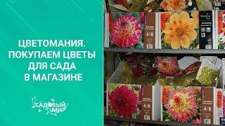 Цветомания. Покупаем цветы для сада в магазине