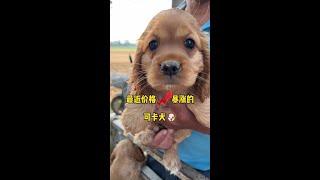 身价暴涨的可卡犬，在农村宠物市场到底能值多少钱？#可卡 #美卡 #英卡 #萌宠出道计划 #狗狗#教你挑好看聪明的狗儿子