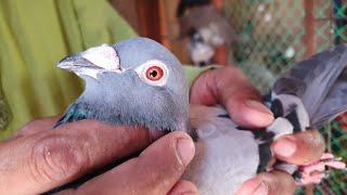 Original Racer Pigeon | Fancy Pigeon Farm & Fancy Pigeon Breed Loft