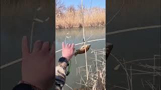 ⬆️ Похожее видео ⬆️Рыбалка с Рогаткой - разведка новой локации#охотасрогаткой#2025  #top#headshot#1