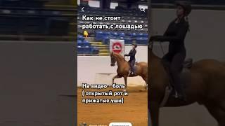 Как работать с лошадью? #horses #лошади #equestrian #foal#обучение#верховая_езда #horsemanship