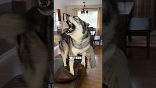 Never leave a husky home alone #dogs #huskydog #dogshorts #lol #husky #pets #funnyshorts #ytshorts