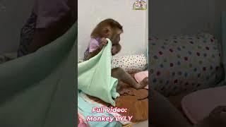 Monkey Lyly slept right after coming home from playing. #shorts #monkey #youtubeshorts #viralshort