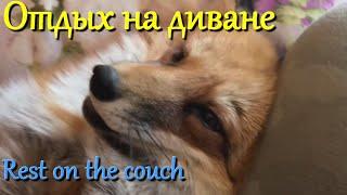 Алиса лиса. Лиса заняла диван (The fox took the couch).