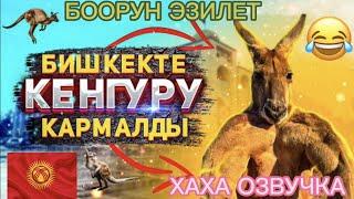 БИШКЕКТЕ КЕНГУРУ КАРМАЛДЫ (ХАХА КЫРГЫЗЧА ОЗВУЧКА )