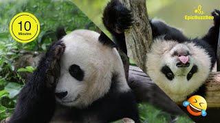 Funny PANDA Video Compilation | 10 Mins of Panda Cuteness