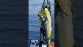 Biggest Mahi Mahi I have ever seen! First place spearfishing mahi #florida #saltwater #spearfishing