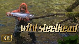 Coast Range Steelhead : Oregon Wild