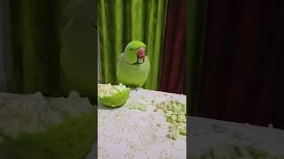 प्यारे मिट्ठू  #parrot #alexander #talkingparrot #alexanderparrot #birds #funny #mitthu #anuandsuji